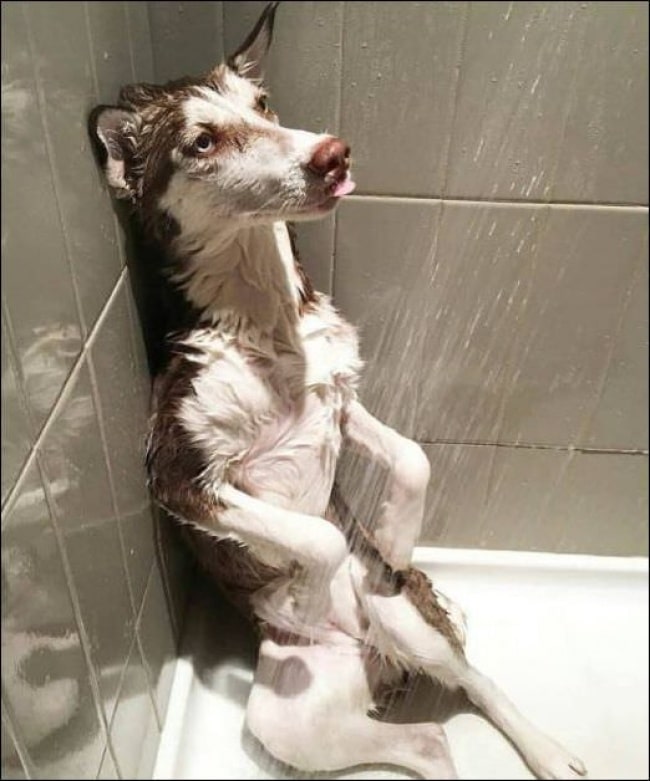 Kumpulan gambar lucu banget - Anjing mandi