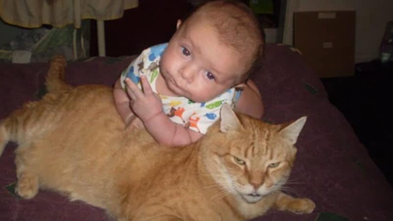 Foto foto bayi lucu - Bayi dan kucing