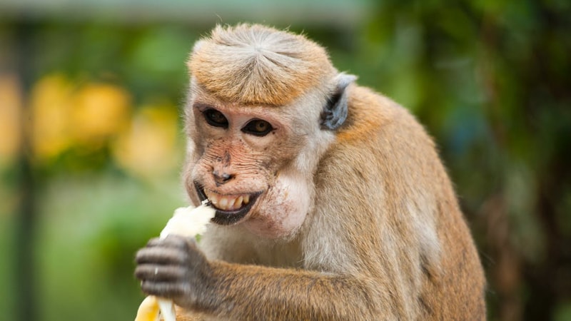 Foto Foto Lucu Gokil Abis - Monyet Makan Pisang