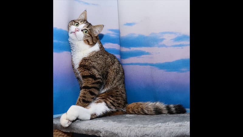 Gambar Hewan Peliharaan Lucu - Kucing Mojok