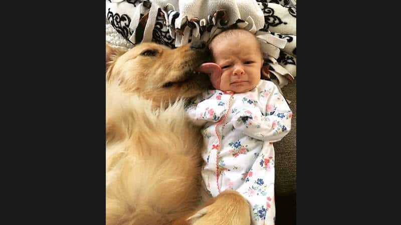 Foto foto gokil bikin ngakak - Anjing menjilat bayi