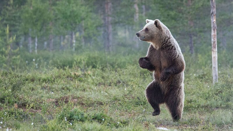Kumpulan Foto Foto Lucu - Beruang