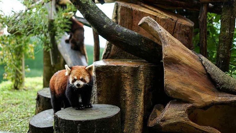 Taman Safari Indonesia - Red Panda