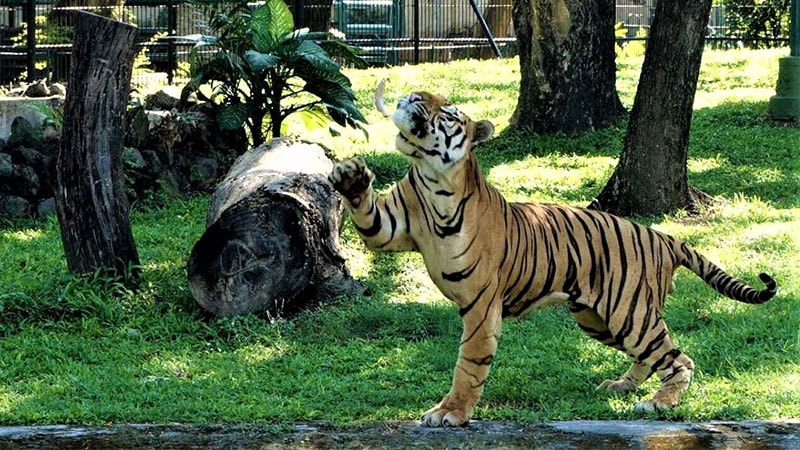 Kebun Binatang Surabaya - Harimau