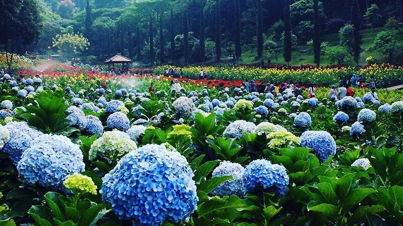 Taman wisata Selecta Malang - Taman bunga