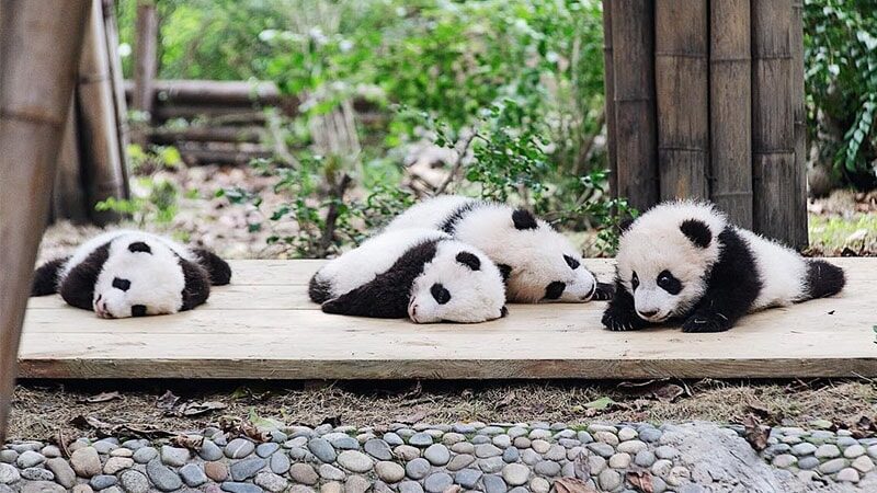 Gambar Bayi Panda Lucu - Bayi Bayi Panda