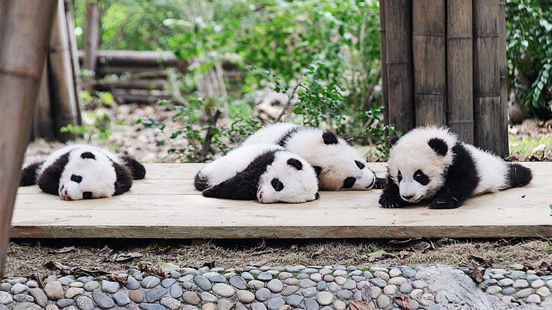 93+ Gambar Hewan Panda Untuk Mewarnai Gratis