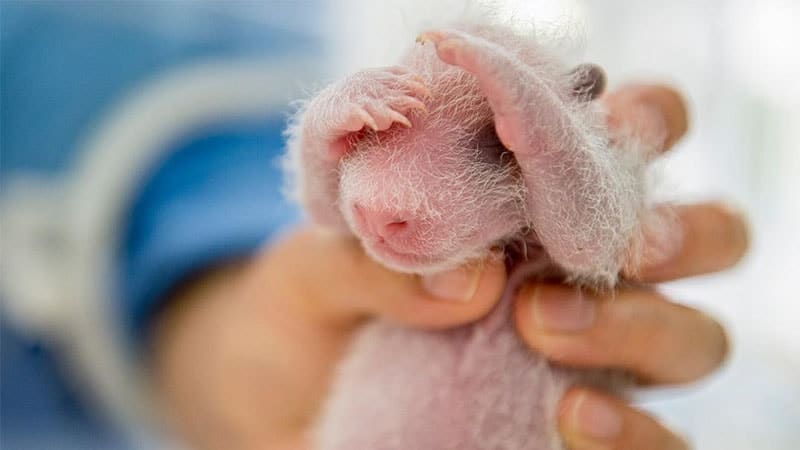 Gambar Bayi Panda Lucu - Seukuran Genggaman Tangan