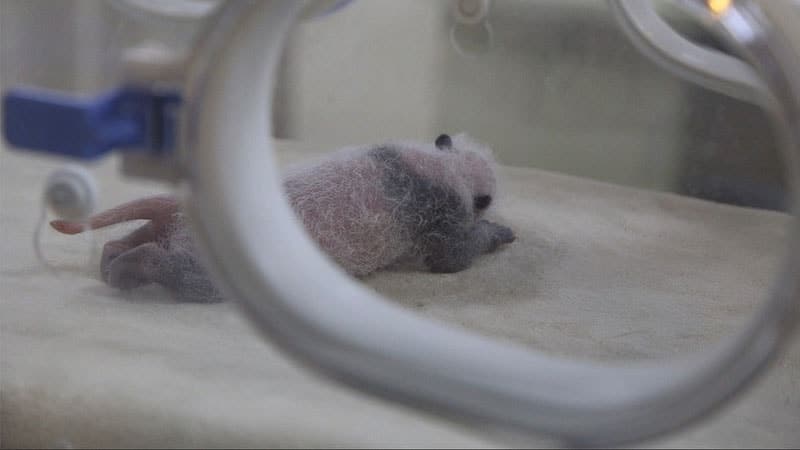 Gambar Bayi Panda Lucu - Bayi Panda Baru Lahir