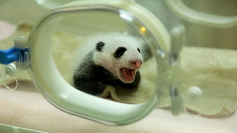 Gambar Bayi Panda Lucu - Bayi Panda Ngantuk
