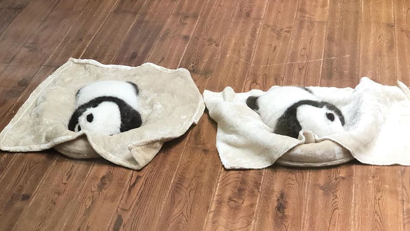 Gambar Bayi Panda Lucu - Bayi Panda Bobok Berdua