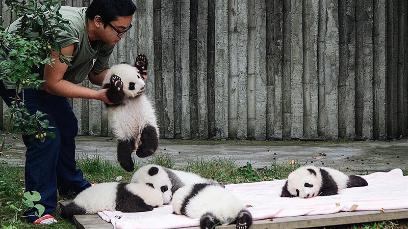 Gambar Bayi Panda Lucu - Bayi Panda Bobok & Dibangunin Pawang