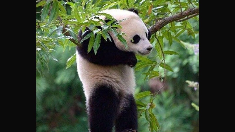 Gambar Bayi Panda Lucu - Nangkring di Ranting Pohon