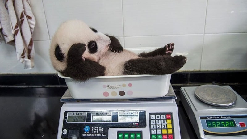 Gambar Bayi Panda Lucu - Bobok di Atas Timbangan