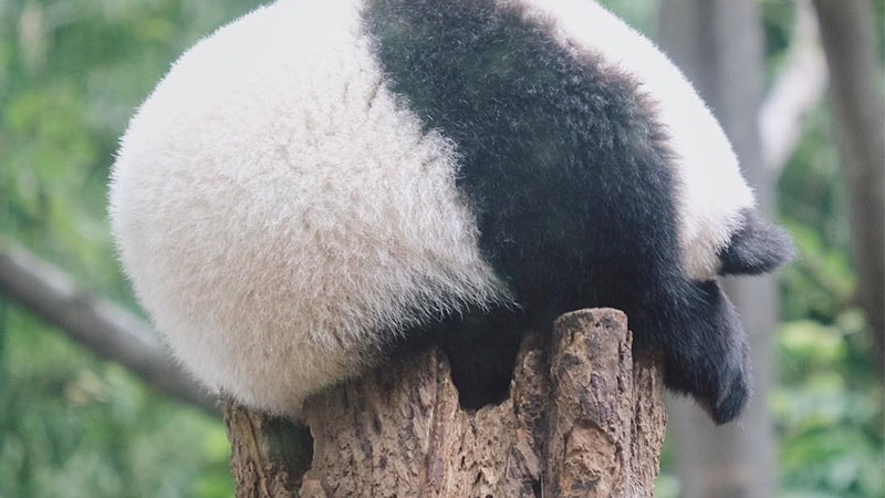 Gambar Bayi Panda Lucu - Bobok di Atas Pohon