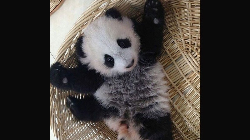 Gambar Bayi Panda Lucu - Bayi Panda Dadah