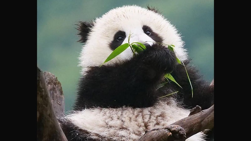 Gambar Bayi Panda Lucu - Bayi Panda Lagi Makan