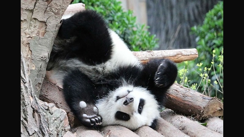 Gambar Bayi Panda Lucu - Bayi Panda Jatuh