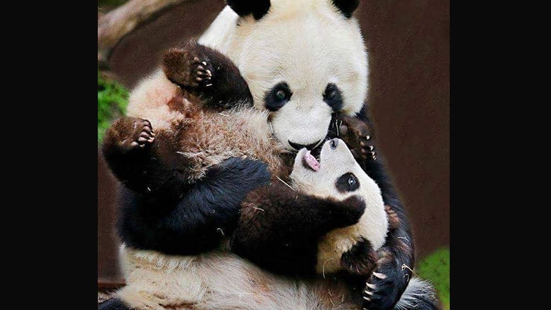 Gambar Bayi Panda Lucu - Bayi Panda Bergurau dengan Induknya