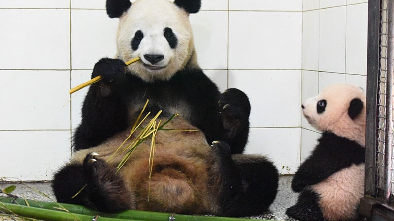 Gambar Bayi Panda Lucu - Nonton Induknya Makan
