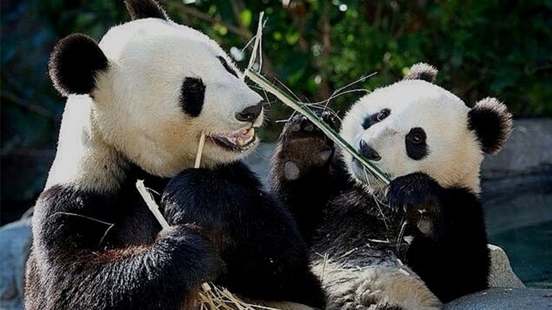 Gambar Bayi Panda Lucu - Bayi Panda & Induk Makan Bareng