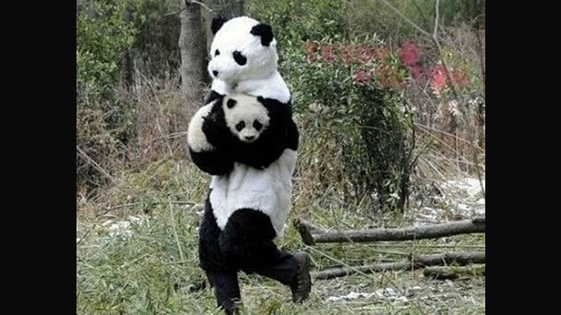 Gambar Bayi Panda Lucu - Bayi Panda & Induk Jadi-jadian