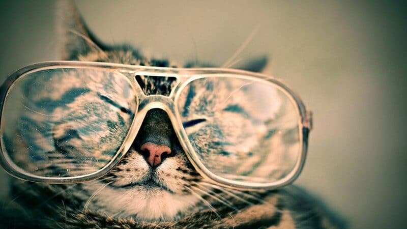 Foto Foto Kucing Lucu - Kucing Pakai Kacamata