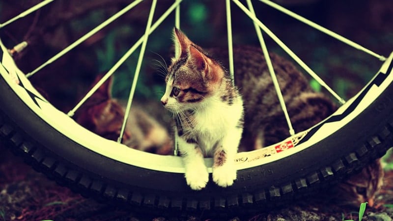 Foto Foto Kucing Lucu - Anak Kucing Nyelip di Jeruji Sepeda