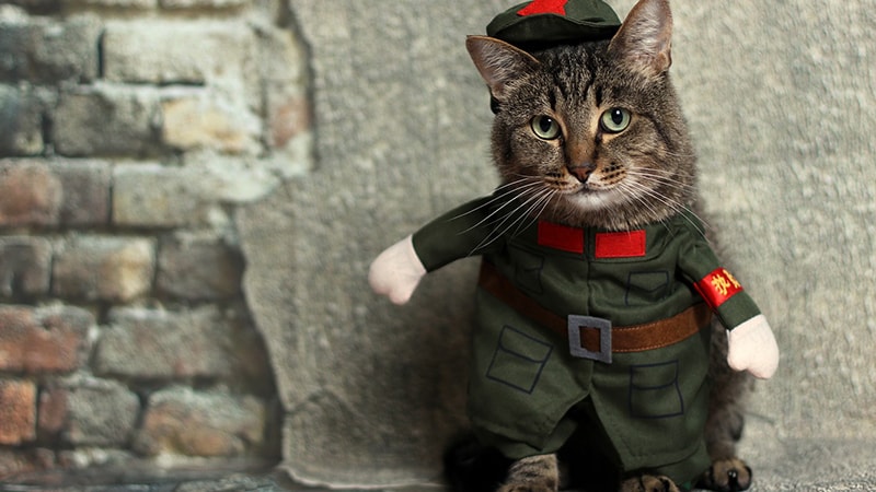 Foto Foto Kucing Lucu - Kucing Cosplay Jadi Tentara