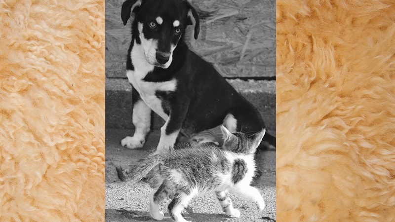 Foto Foto Kucing Lucu - Anak Kucing Kenalan dengan Anjing