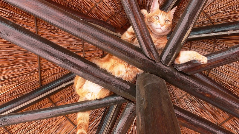 Foto Foto Kucing Lucu - Kucing Nangkring di Rusuk Atap