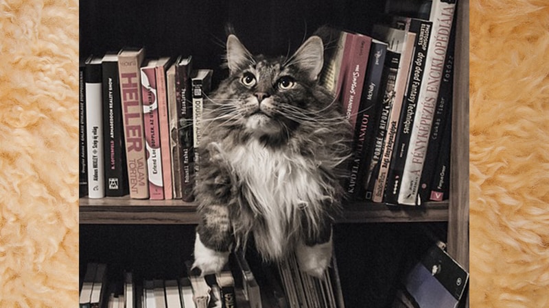 Foto Foto Kucing Lucu - Kucing Nyelip di Rak Buku