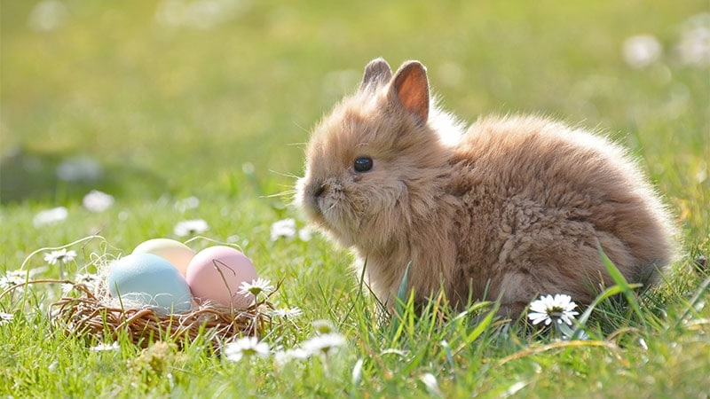 Gambar Kelinci Lucu dan Imut - Kelinci dan Telur Paskah