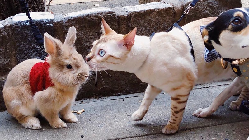 Gambar Kelinci Lucu dan Imut - Kelinci Dicium Kucing