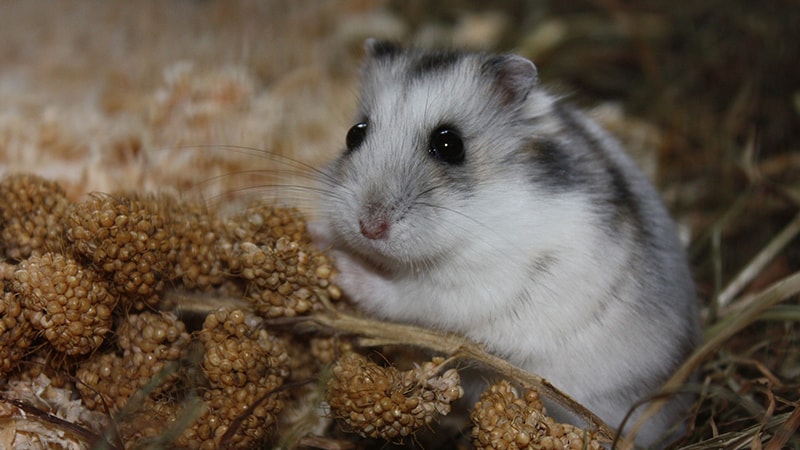 Apa Saja Makanan Hamster - Hamster Putih