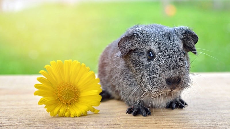Apa Saja Makanan Hamster - Hamster dan Bunga