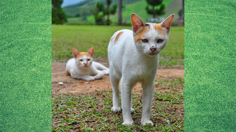 Gambar Kucing Lucu dan Imut - Kucing Musuhan