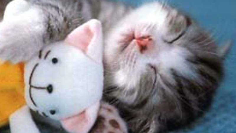 Gambar Kucing Lucu dan Imut - Kucing Bobok sama Bonkea