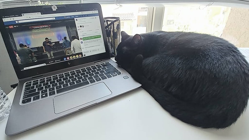 Gambar Kucing Lucu dan Imut - Kucing dan Laptop