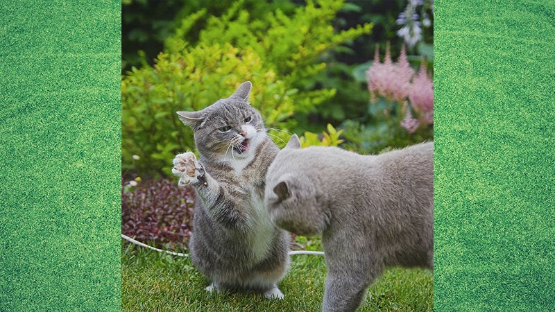 Gambar Kucing Lucu dan Imut - Kucing Berkelahi