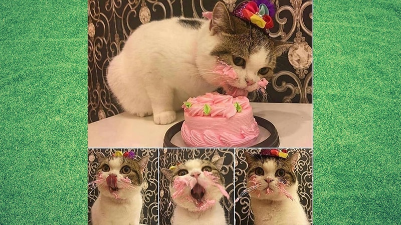 Gambar Kucing Lucu dan Imut - Kucing Makan Kue