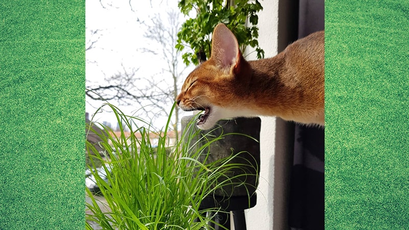 Gambar Kucing Lucu dan Imut - Kucing Makan Rumput