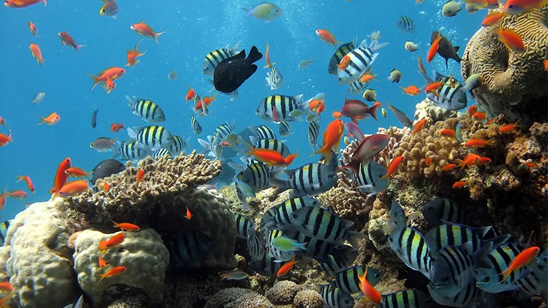 5500 Gambar Hewan Laut Yang Dilindungi Gratis