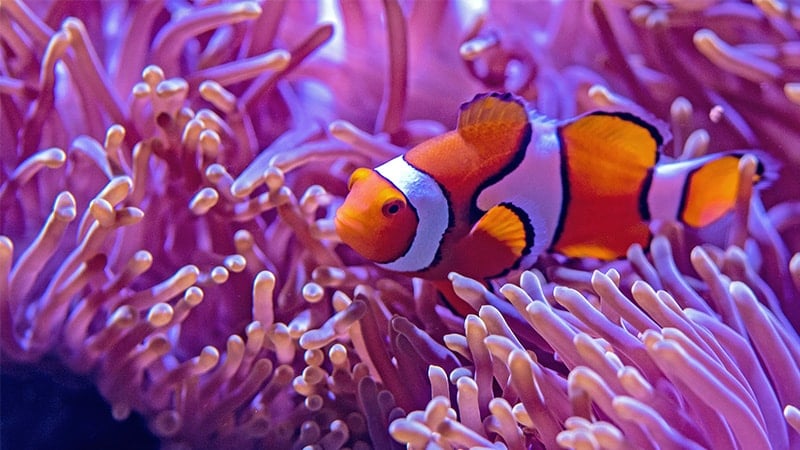 Macam-Macam Ikan Hias Air Laut - Clownfish