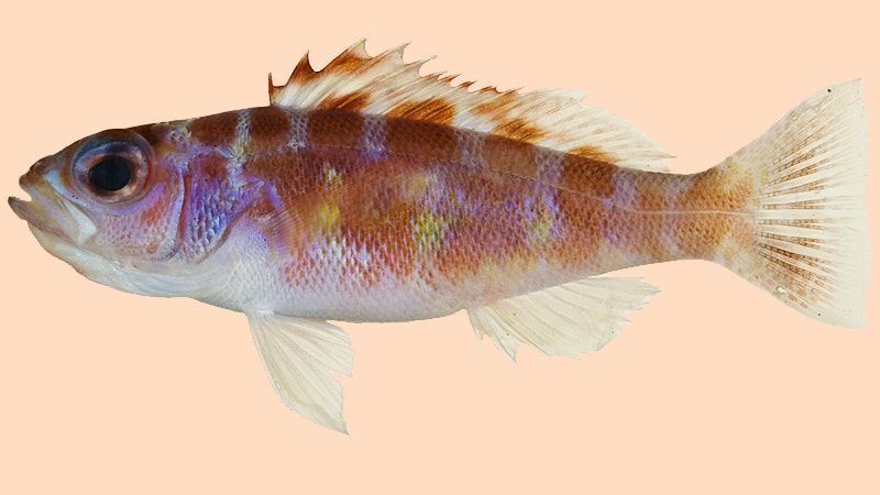 Macam-Macam Ikan Hias Air Laut - Chalk Bass