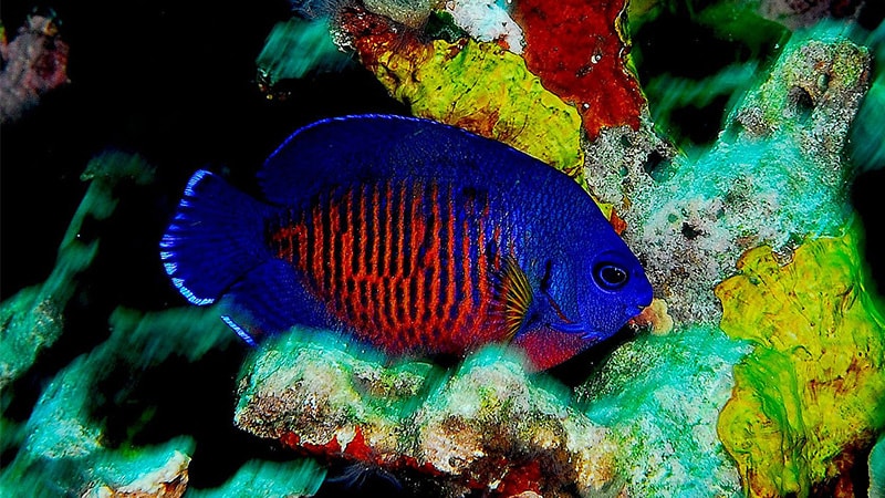 Macam-Macam Ikan Hias Air Laut - Coral Beauty