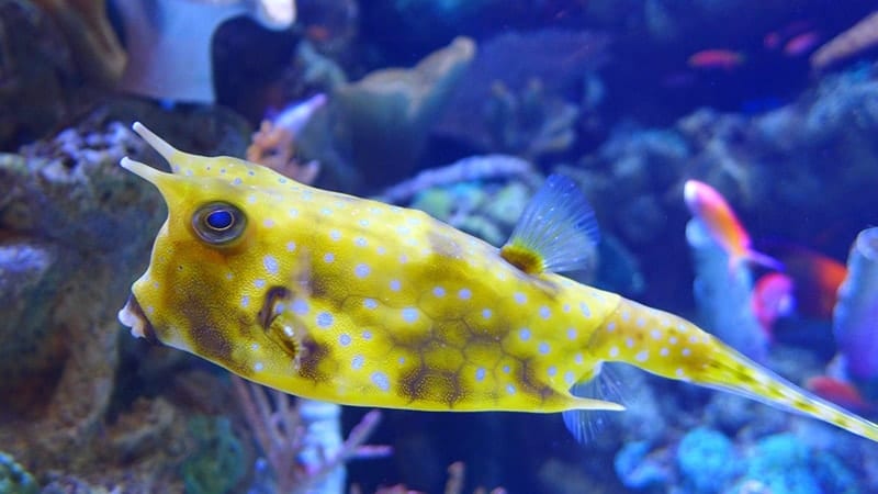 Macam-Macam Ikan Hias Air Laut - Yellow Boxfish