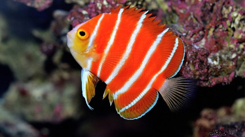 Macam-Macam Ikan Hias Air Laut - Peppermint Angelfish