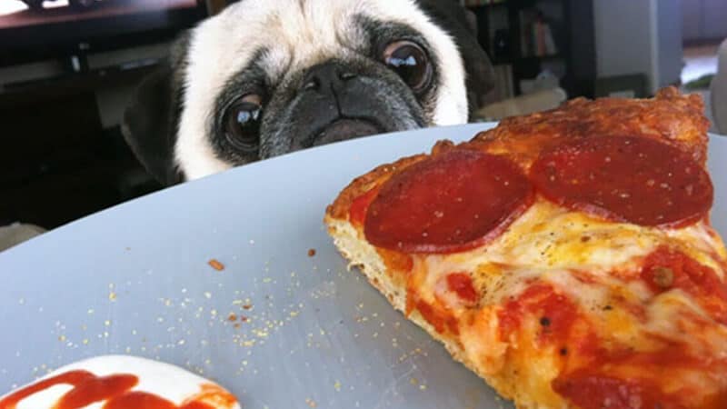 Gambar anjing lucu dan imut - Bulldog dan pizza