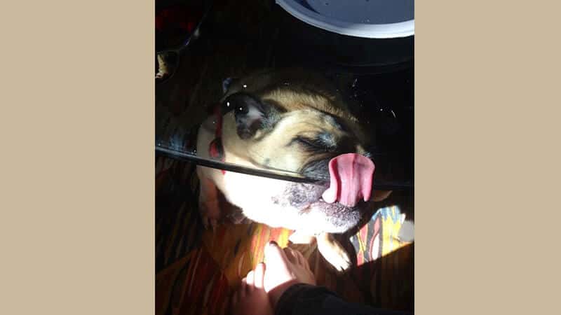 Gambar anjing lucu dan imut - Menjulurkan lidah ke meja